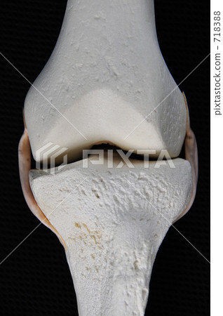 Bone model (knee part) Bone model (knee part) 718388