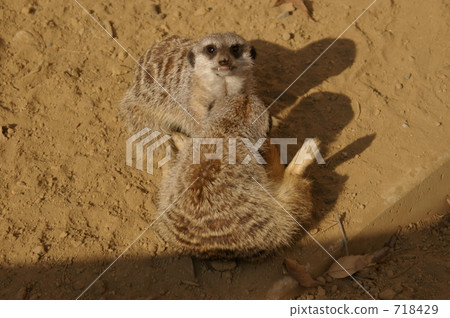 海貓 陸上動物 哺乳類 718429