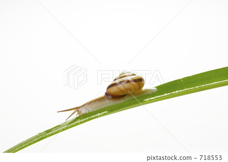 Snail 718553