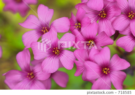 Oxalis 718585