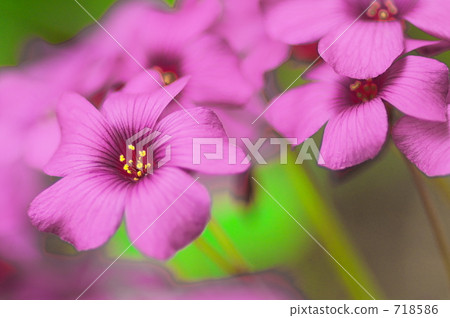 Oxalis 718586