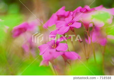 Oxalis 718588
