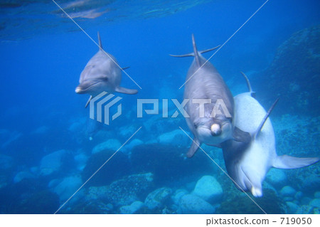 Dolphin 719050
