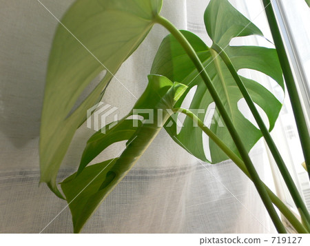 Plant Monstera Plant Monstera 719127