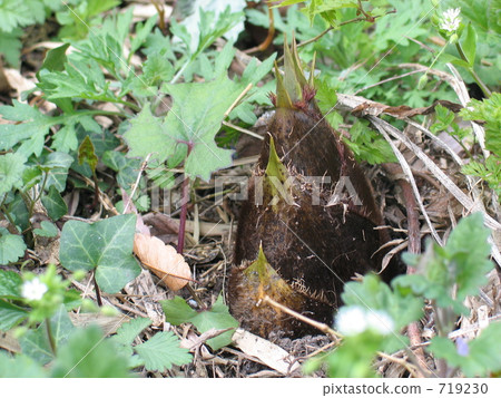 竹筍 竹筍 719230