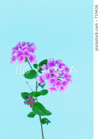 Small Lantana Small Lantana 719436
