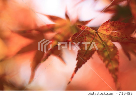 Aki Moe Yuru. 719485