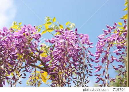 Wisteria flowers  Wisteria flowers 719704
