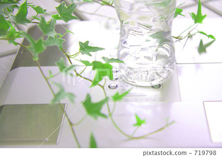 ivy, foliage plant, foliage 719798