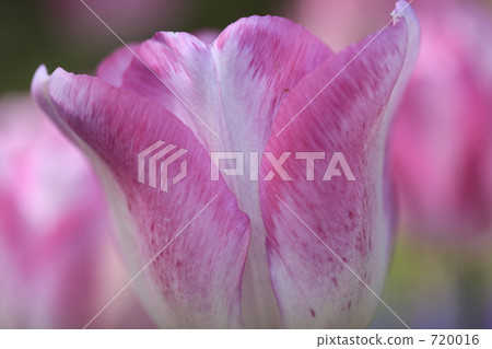 Tulip 720016