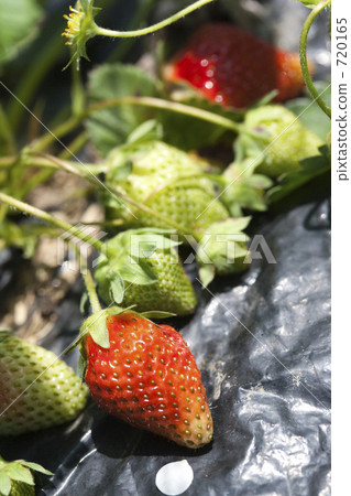 紅色草莓和藍色草莓 紅色草莓和藍色草莓 720165