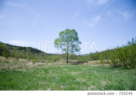 高原 高地 樹木 720244