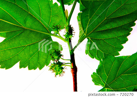 桑椹果實和葉子 720270