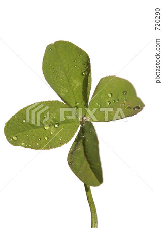 四葉草（剪裁） 720290