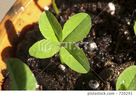 在碗的四片葉子三葉草 720291