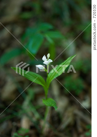 Mine Numata Rice · Spring Ginran (Orchidaceae) 720330