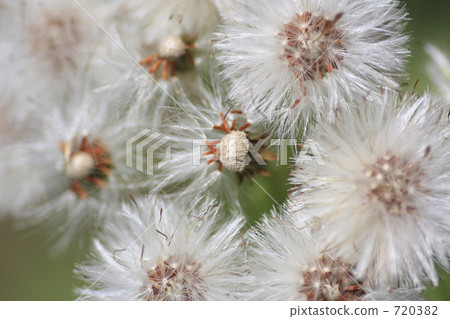 Flower seeds 720382