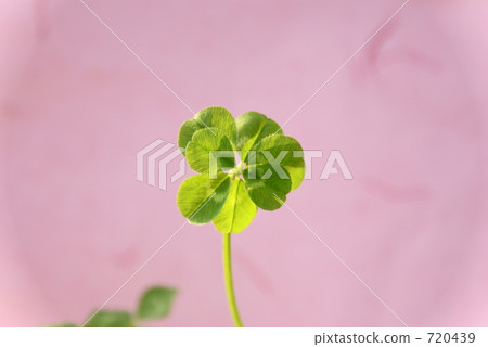 Seven leaf clover 720439