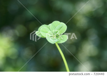 七葉三葉草 七葉三葉草 720440