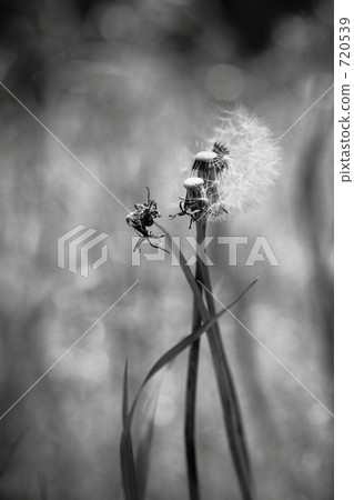 Fluff 720539