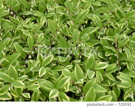 所羅門的封印 所羅門的封印 720591