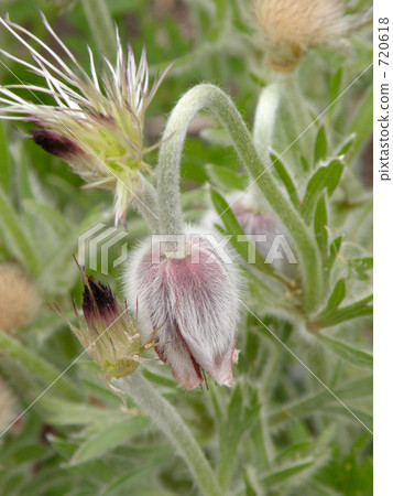 Okinagusa Okinagusa 720618