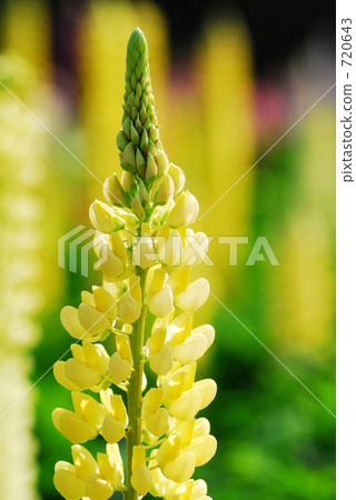 Yellow Lupinas 720643