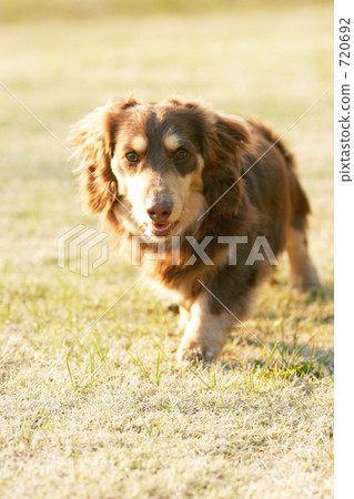 小狗衝刺！ ！ 720692