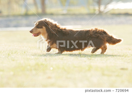 小狗衝刺！ ！ 720694