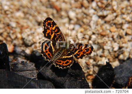 Sakahabo Hosho 720704