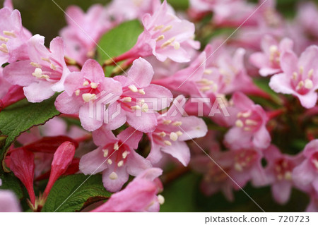 Taniugi的花 720723