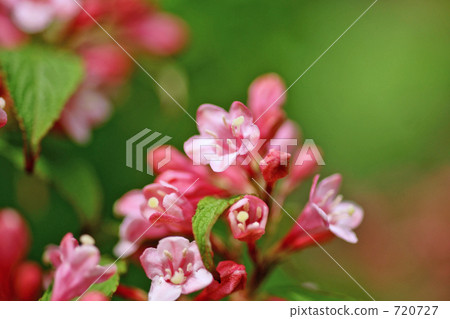 Taniutsugi flower 2 720727