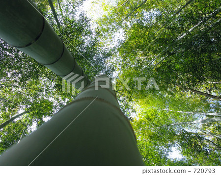 Bamboo grove that I looked up 720793