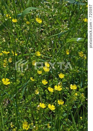 Mine Numed Rice·Spring Ohbeiichigo（薔薇科） 720897