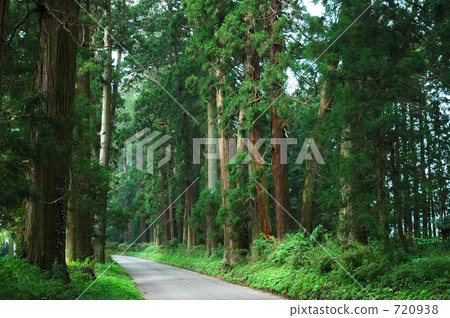 Imagichi City的雪松樹 720938