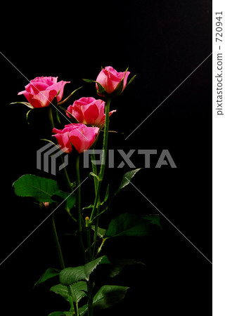 Rose flower Rose flower 720941