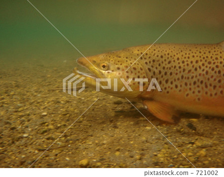 布朗鱒魚水下攝影2009年5月 布朗鱒魚水下攝影2009年5月 721002