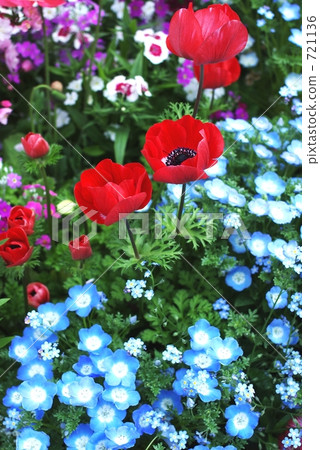 A flower bed of Neophylla and poppies A flower bed of Neophylla and poppies 721136