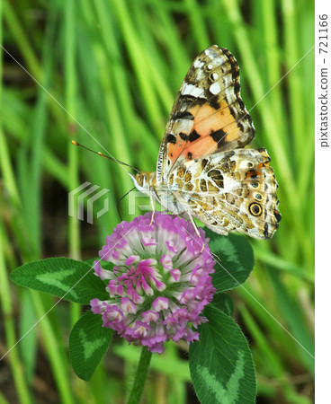 Pinus thunberg狐猴 721166