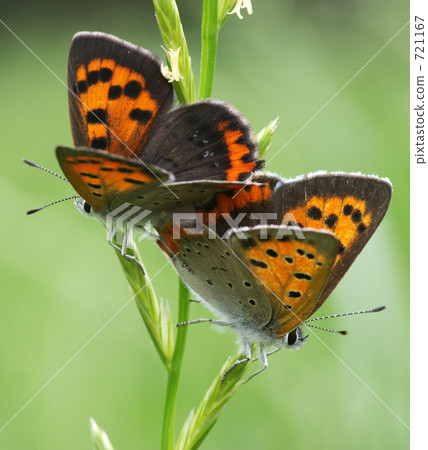 Benishisimi彼此相愛 721167