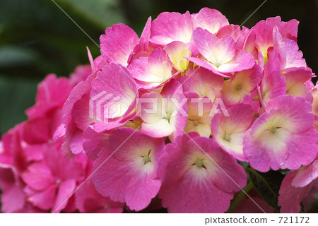 hydrangea hydrangea 721172