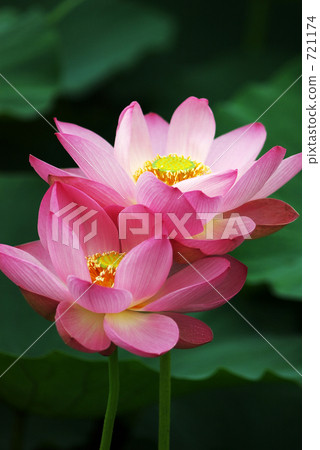 Ancient lotus Ancient lotus 721174