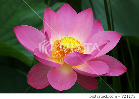 Ancient lotus Ancient lotus 721175