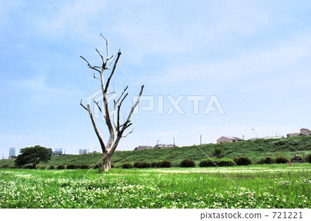 philadelphia fleabane, erigeron philadelphicu, philadelphia daisy 721221