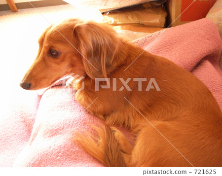 迷你臘腸犬 毛孩 狗 721625