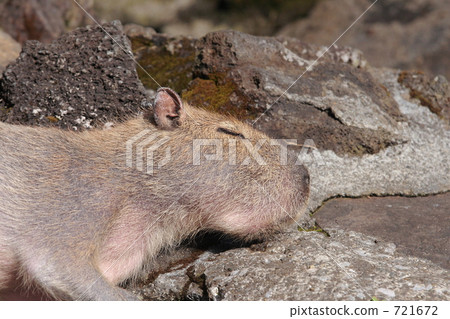 capybara 721672