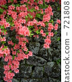 kaempfer azalea, bloom, blossom 721808