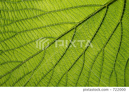 葉脈 722000