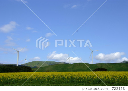 Rapeseed field 722128