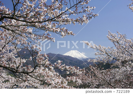 律師公園內的櫻花和富士山 律師公園內的櫻花和富士山 722189